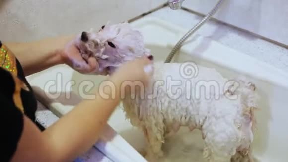 比森弗瑞厕所里的狗洗澡时洗狗视频的预览图