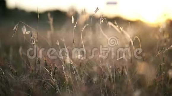 在日落光线下在田野上特写干茎视频的预览图