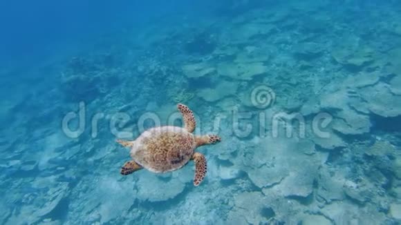 海龟游过死桌珊瑚视频的预览图