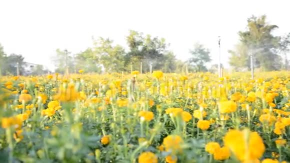 黄色万寿菊地视频的预览图