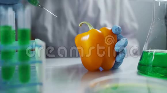 实验室工作人员在辣椒中注射农药分析转基因食品实验视频的预览图