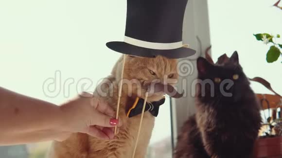 两只桃子和黑发的猫坐在窗台上视频的预览图