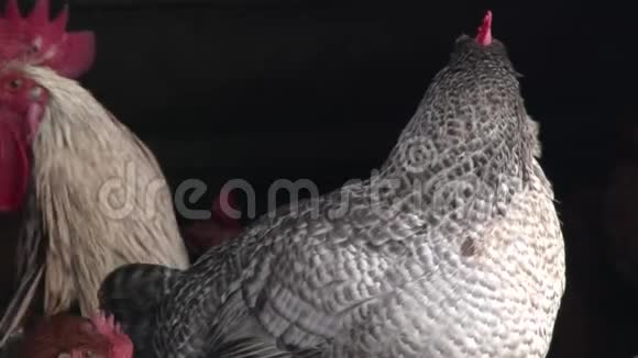 在一家农场里的谷仓鸡舍里的鸡鸡和公鸡视频的预览图