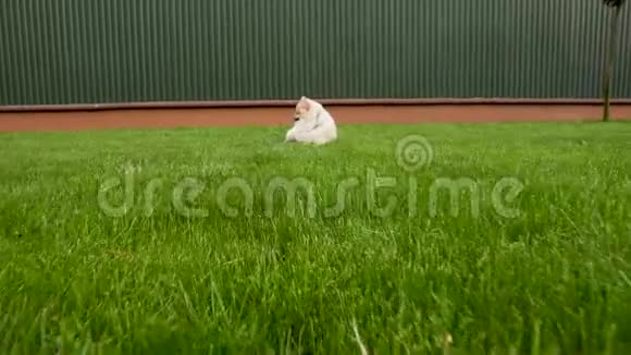 相机发现一个可爱的小波美拉尼亚斯皮茨躺在草地上视频的预览图