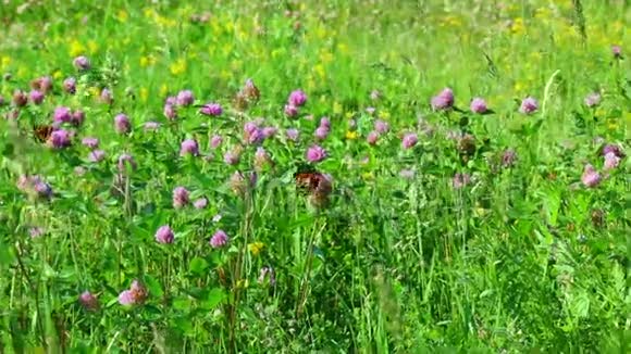 蝴蝶折起翅膀从草地上的三叶草中采出花蜜花和草在温暖的夏天摇摆视频的预览图