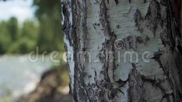 夏天森林里湖边美丽的桦树视频的预览图