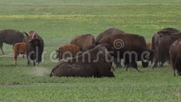 绿野野牛的草地视频的预览图