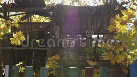 全景观旧毁木屋在落叶的秋林中视频的预览图