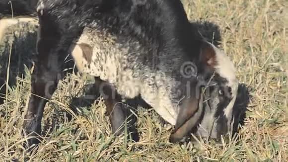 小牛在农场牧场吃旱草视频的预览图