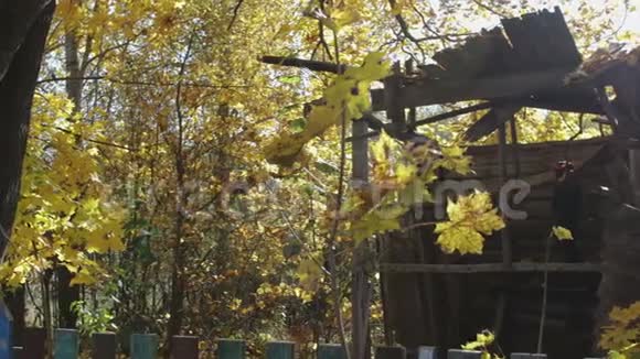 全景观旧毁木屋在落叶的秋林中视频的预览图