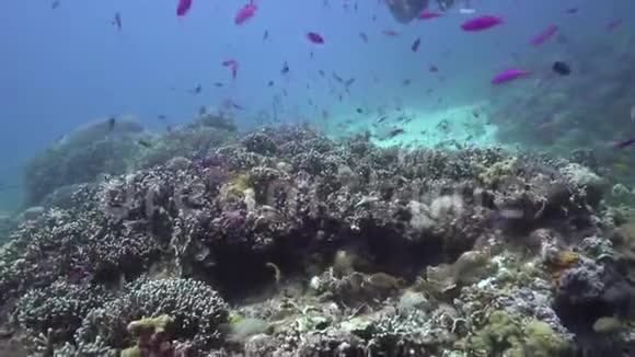 美丽的紫罗兰色的鱼在阿波伊桑德珊瑚阳光明媚的日子视频的预览图