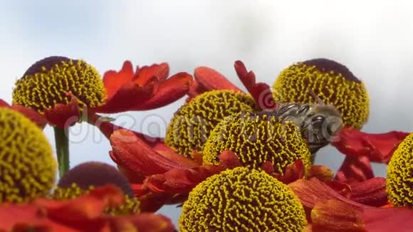 蜜蜂从一朵红色的花里采蜜花的背面是灰色的特写镜头视频的预览图