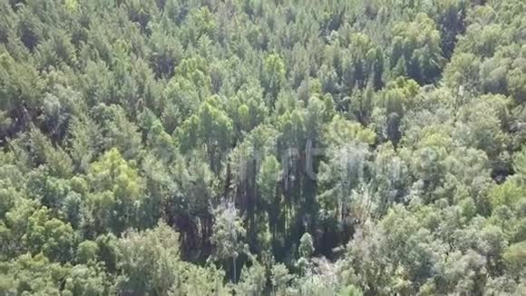 自上而下的空中无人机图像的郁郁葱葱的绿色混合落叶和针叶林视频的预览图