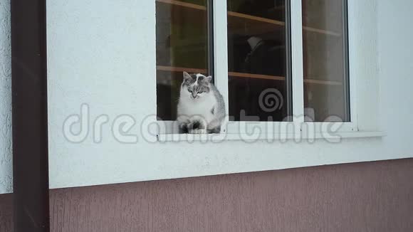 冬天猫坐在窗台上视频的预览图
