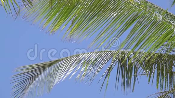 棕榈树的叶子对蓝天慢动作视频的预览图