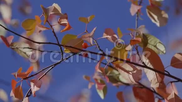秋天的背景秋枝逆天特写树叶落在树枝上随风在阳光下沙沙作响阳光照在蓝色上视频的预览图