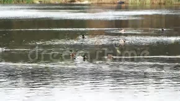 湖上的野鸭视频的预览图