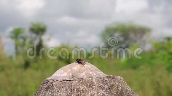 山水虫飞自然视频的预览图