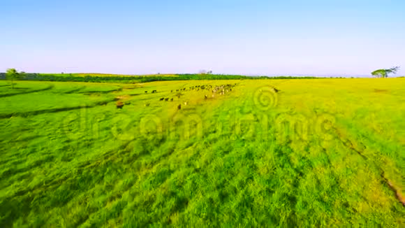 混合牛在农场的牧场上奔跑视频的预览图