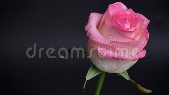 美丽的粉红色玫瑰的特写镜头花瓣上有雨滴背景被隔离在黑暗中视频的预览图