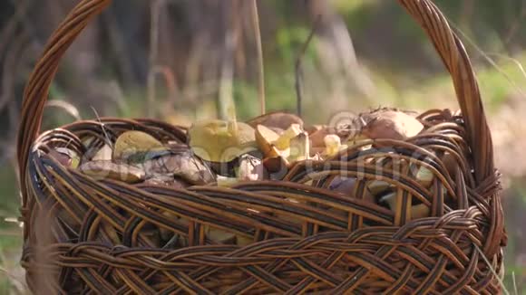 一个森林里装满各种蘑菇的Wicker篮子视频的预览图