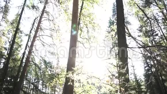 夏季森林底景叶茂阳光明媚录像绿云杉和松树对抗晴朗的天空视频的预览图