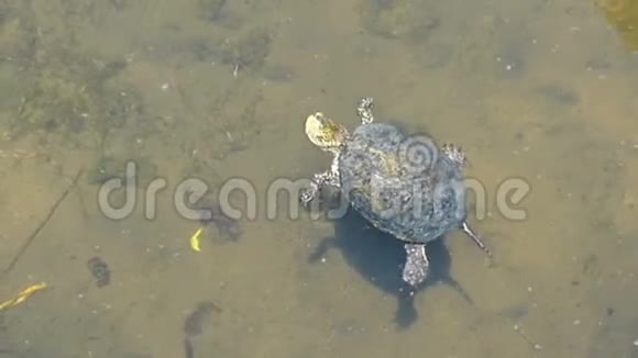欧洲池塘乌龟欧洲池塘乌龟在一个池塘的废墟城市但打印奥尔巴尼亚视频的预览图