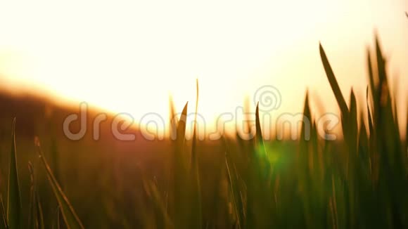阳光穿过春天工业区里的嫩草视频的预览图