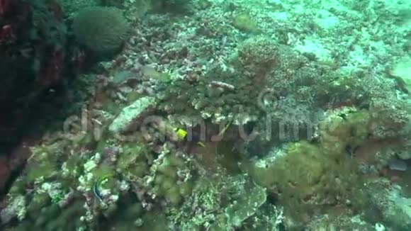 Apo岛珊瑚中的双色天使视频的预览图