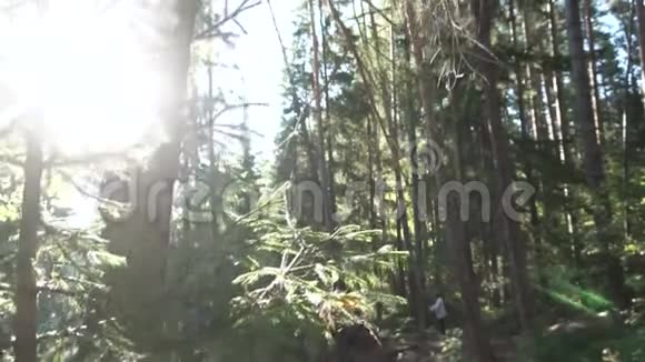 阳光照耀在树枝上青松林中大自然初秋录像穿着白色夹克的男人视频的预览图