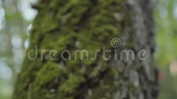 一个人钟触摸绿色柔软的苔藓视频的预览图