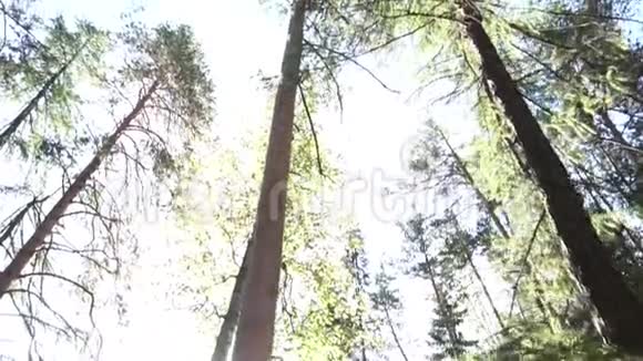 在春天的森林里树干和树冠在蓝天和太阳的映衬下录像绿色视频的预览图