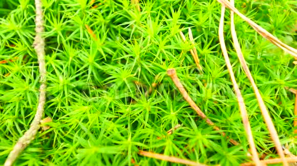 地上鲜绿湿苔落叶青苔中干燥的松针细枝和干叶森林视频的预览图