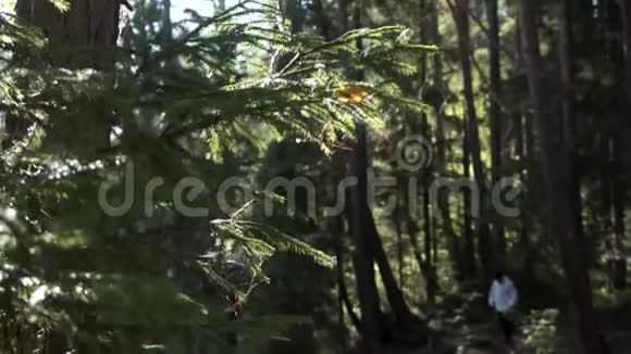 靠近绿色云杉枝阳光和一个人走在茂密的森林录像穿着白色夹克的徒步旅行者视频的预览图