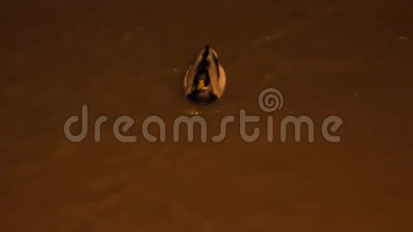 城市鸭子在暴风雨的夜晚河里的灯笼灯视频的预览图