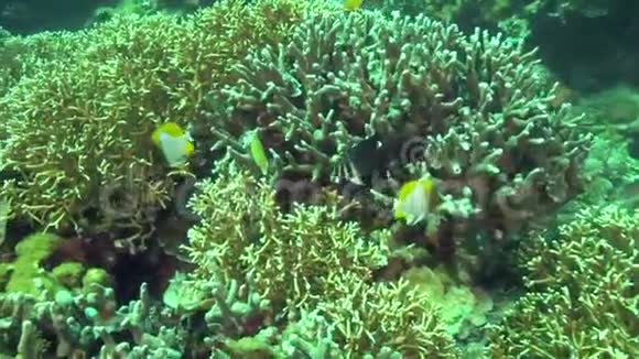苏鲁海阿坡岛珊瑚中的金字塔状蝴蝶鱼视频的预览图