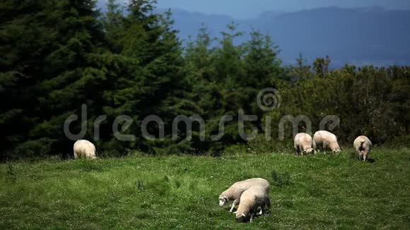 羊群在田野里放牧视频的预览图