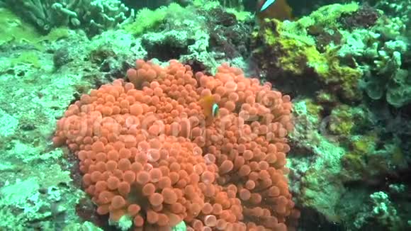 阿坡岛祖鲁海珊瑚中大面积海葵中的白bonnet海葵视频的预览图