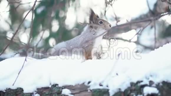 松鼠试图寻找坚果的特写镜头冬天森林里的动物视频的预览图