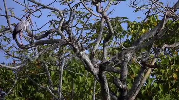 在尼泊尔赤湾国家公园一群亚洲鸟正坐在树上视频的预览图