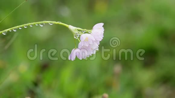 蔷薇科红蒜野花伴雨滴视频的预览图