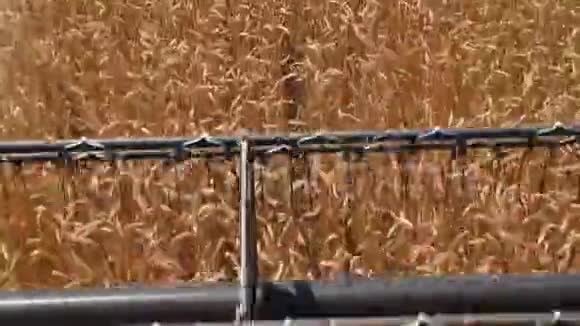 联合收割机的转子割麦穗3视频的预览图