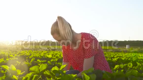 日落时分在种植园采摘草莓的小女孩视频的预览图