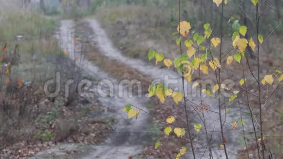森林乡村公路曲线多云金色秋天视频的预览图