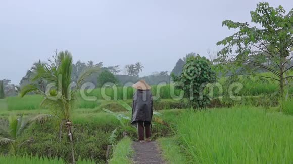 农民在稻田间散步慢动作视频的预览图