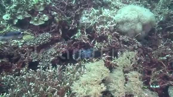 祖鲁海Apo岛珊瑚中的黑斑海雀狗脸海雀视频的预览图