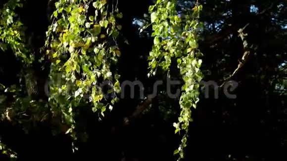 秋林中的幼桦桦树树叶在风中飘动视频的预览图