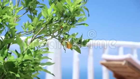 生长在户外的绿柠檬树视频的预览图