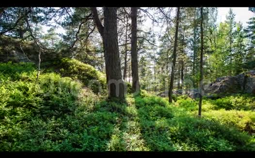 森林里的阳光视频的预览图