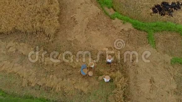 空中拍摄农民用传统方式打谷水稻亚洲概念旅行视频的预览图